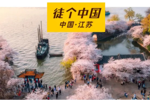 【徒个中国丨江苏站】3月22-27日丨烟花三月下扬州、南京樱花、兴化油菜花、鼋头渚樱花