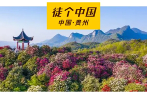 【徒个中国｜贵州站】4月13-18日｜贵州毕节杜鹃花徒步节