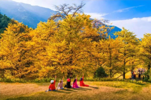 【金秋桐子坳+十万株枫叶】行摄中国银杏第一村，漫步湘江大峡谷十万株枫叶林，入住零陵古城，感受千年古城魅力