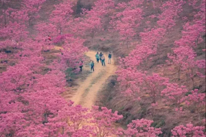 【佛山出发｜紫花风铃】赏网红紫花风铃木、行摄秘境蒲葵林