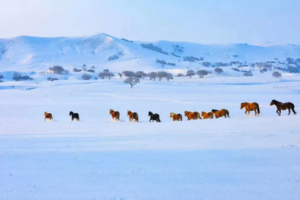 【邂逅乌兰布统5天】乌兰布统，一个可能比东北更惊艳的地方