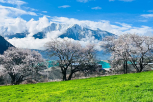 【大美川藏·10日】冰雪包裹的桃花才是中国最美的春天