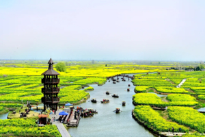 【烟花三月下扬州5天】无锡鼋头渚樱花/三台山梨兰会-扬州瘦西湖-兴化千垛花田-水上森林 -惠山古镇