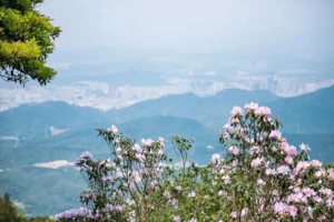 【广佛出发｜梧桐山】深圳第一峰梧桐山最美花海盛开，漫山遍野一片粉！