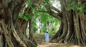 【云南虫谷8天】哀牢山+樱花谷+翁丁边境风情