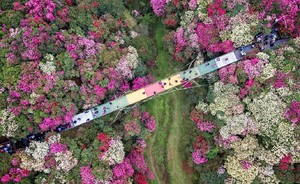 成行【百里杜鹃4天】4月11-14日 贵州花季小众秘境轻徒旅行