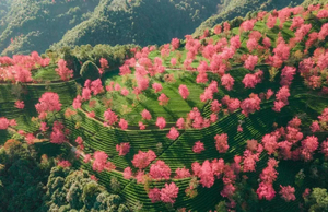 【金秋花事7天】无量山樱花谷-腾冲银杏村-瑞丽-芒市金银塔-热带雨林-奇幻热海-和顺古镇-柏联温泉-诺邓古村-巍山古城7