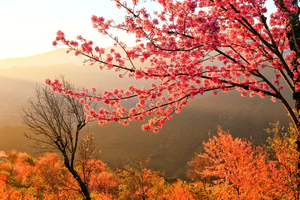 【滇西秘境10天】腾冲银杏-和顺-怒江丙中洛-独龙江纹面女-神田-雾里村-老姆登-诺邓-巍山古城-南涧土林-无量山樱花