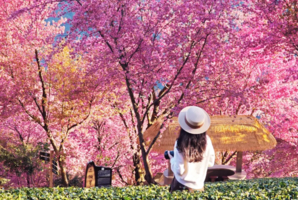 【滇西全景11天】四大季节性景观！怒江秋色+冬樱花+银杏+日照金山