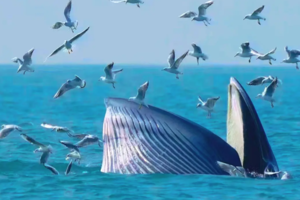 【巨鲸花园4天】别让期待落空！赶紧预约专属北海涠洲岛观鲸，赴一场心灵之约！