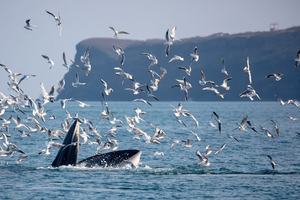 【涠洲观鲸4天！海丝首港版】赶紧预约专属北海涠洲岛观鲸，赴一场心灵之约！