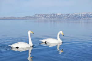 【绝色新疆·春季伊犁游 7日】2-6人团  那拉提草原 S101国防公里  赛里木湖  恰西 琼库什台 全景精品小团