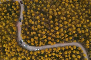 春节【广佛出发⎜肇庆黄花风铃】2万株黄花风铃竞相怒放，邂逅肇庆鼓浪屿“岩前村”+“象岗云道”观星湖美景