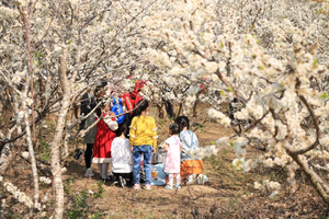 春节【广州出发⎜花漫从化】桂峰山下李花争相开放，雪白一片如仙境！“海拔最高”阿婆六邂逅诗画般山茶花，玉兰花沁人心脾！