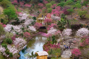 春节【广佛出发⎜樱花峪&风铃海】淋一场新丰的樱花雨，醉一片吕田的风铃海