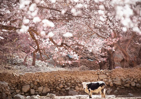 【绝色新疆·南疆春韵 8日】2-6人团 温宿大峡谷 博斯腾湖环湖公路 沙漠公路 木吉火山口 莎车古城 班迪尔湖 盘龙古道