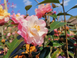 【广100第一站·阿婆六国际茶花谷徒步节】3.8周日 藏在从化的“莫奈花园”，花海，竹林，乡村之旅