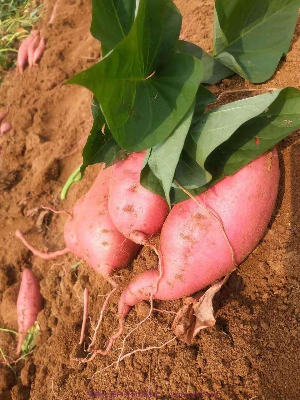 OSvdxF4872kbsm7-iouifjJj722oR__04sHzE4zTGQtWXSIxmoP3xQkXVRzGGU_p