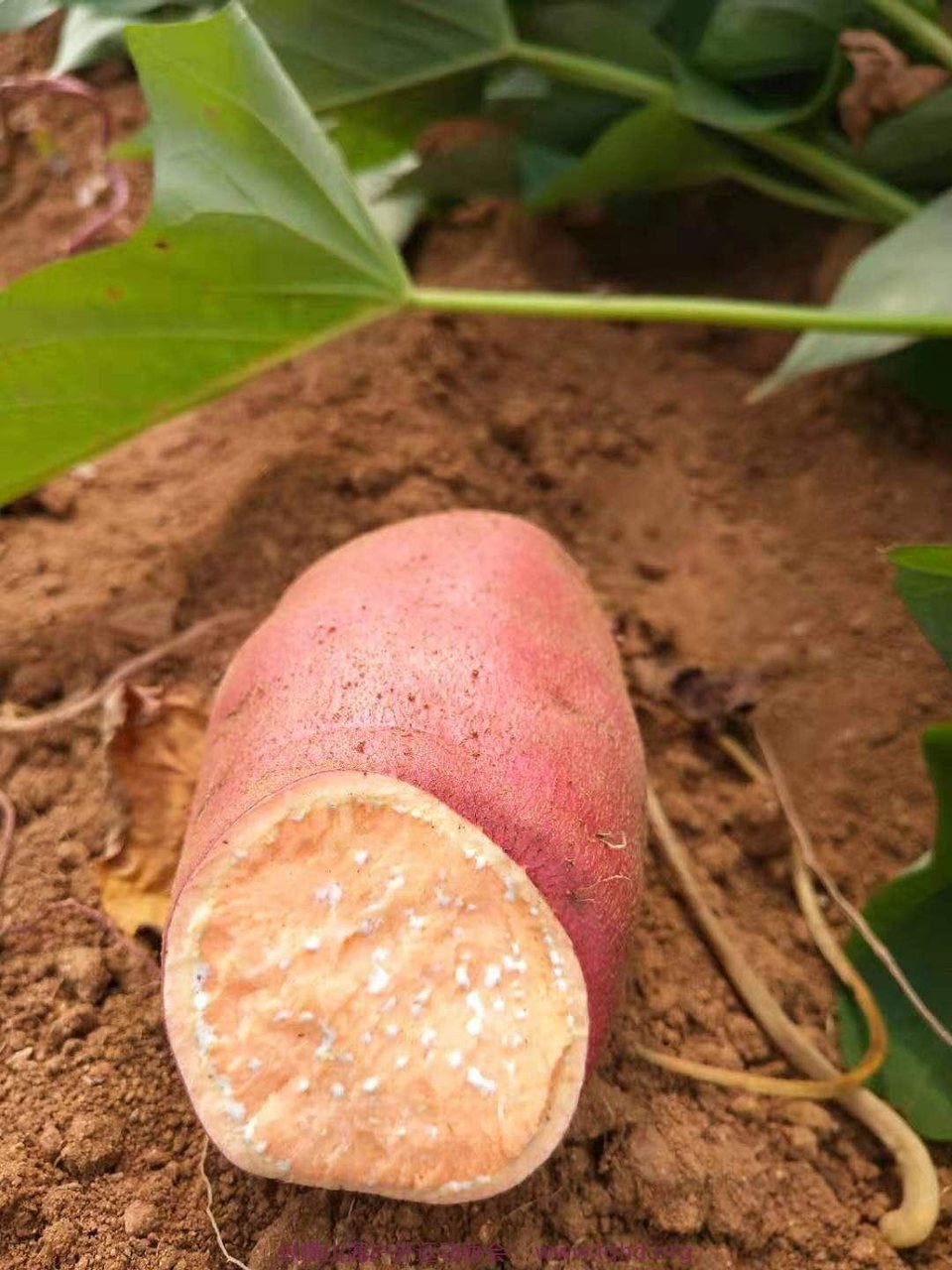 eCcSK6RmfNRXduG3pAjZcF4AomzW1ZkbyFiOWmFOMpRsGivPSVTpgWznKhutIgDH