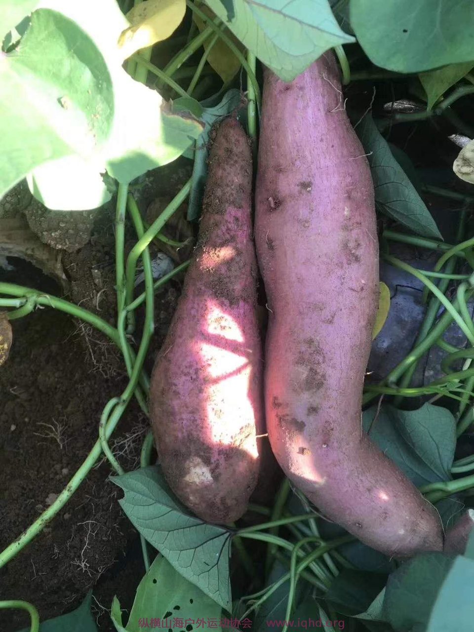 hz94IrrYIg0Kozs5UloLQZe7D3393-2bGDrpcJWzhmkobG73D0x84udN6AleCJDH