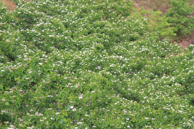 穿越界岭口—青山口长城 - 三虎 - 三虎的博客