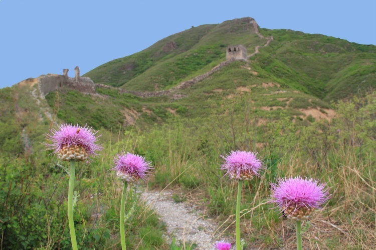 穿越界岭口—青山口长城 - 三虎 - 三虎的博客
