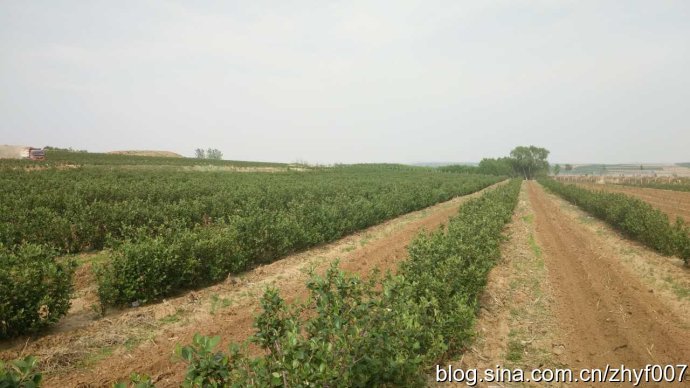 高血压、高血脂、糖尿病患者及心脑血管疾病患者优质食疗功能水果——黑楸莓