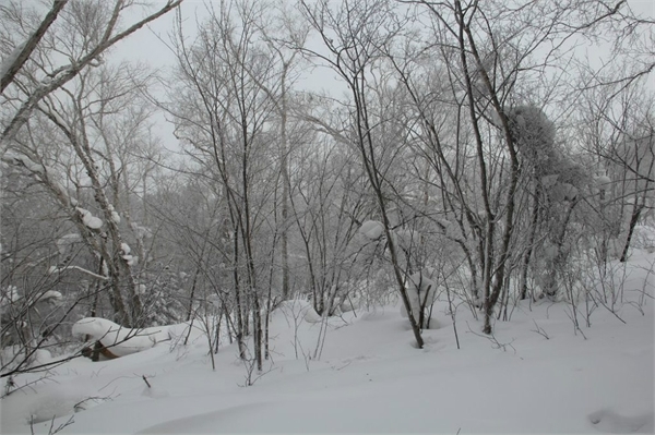 雪谷,雪乡,哈尔滨冰雪大世界,索菲亚教堂,哈尔滨中央大街步行街景点图片