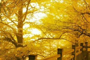 【金秋桐子坳】行摄中国银杏第一村，邂逅风车云海~云冰山，入住零陵古城，感受千年古城魅力