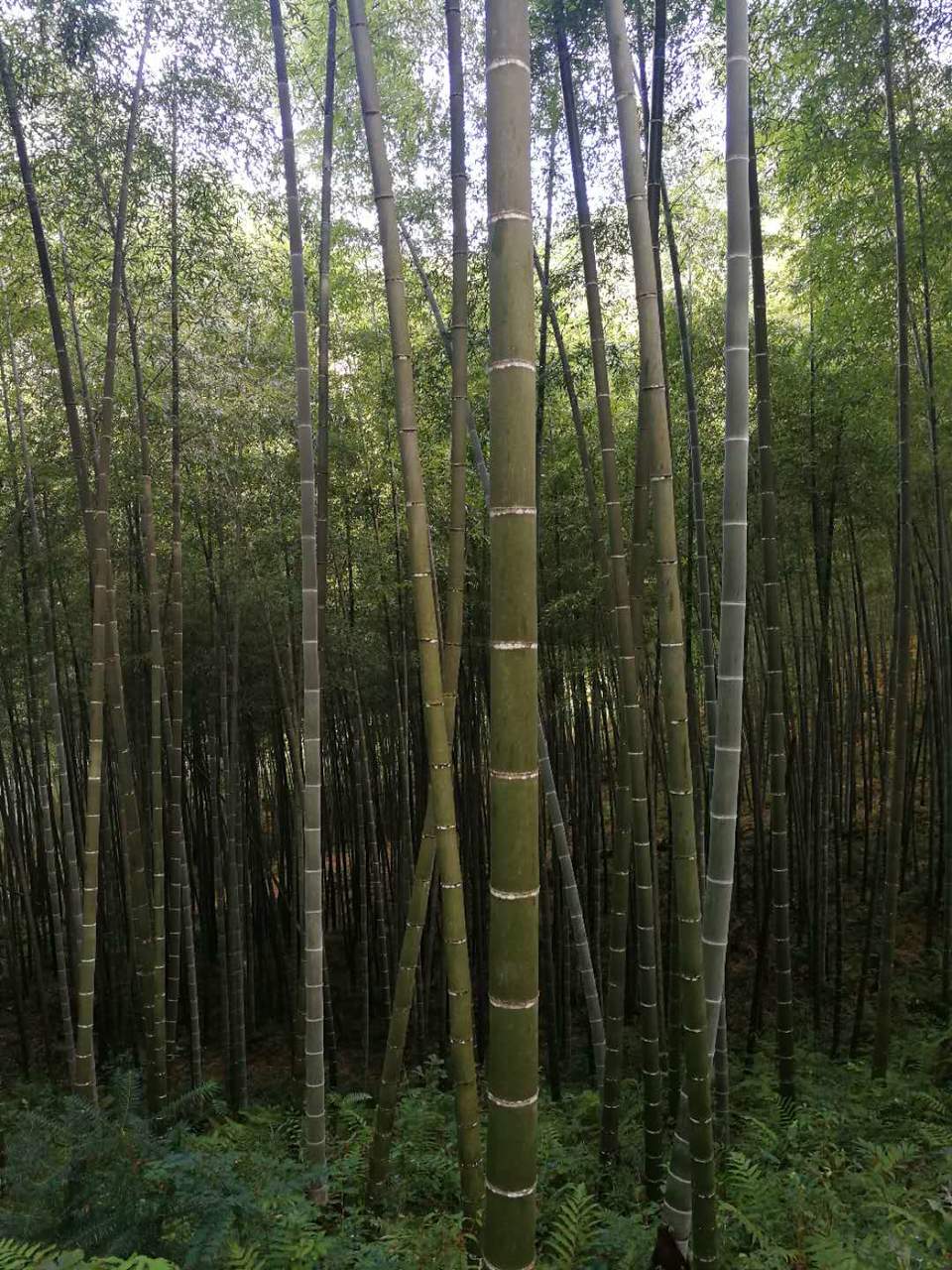 FmRmt-8tGb9OVyju_InyMayo6JPzYteYB8PyLsCChDW35AU-xJ3UylFDEGD9e3u2