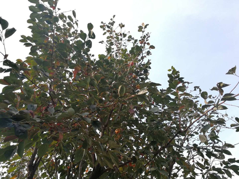 -yTvWsRjhFBiGbn8rUh8atrVo1ttIstsHzHiD71c8X7bKIuywguNVFTyTFgFI3XA