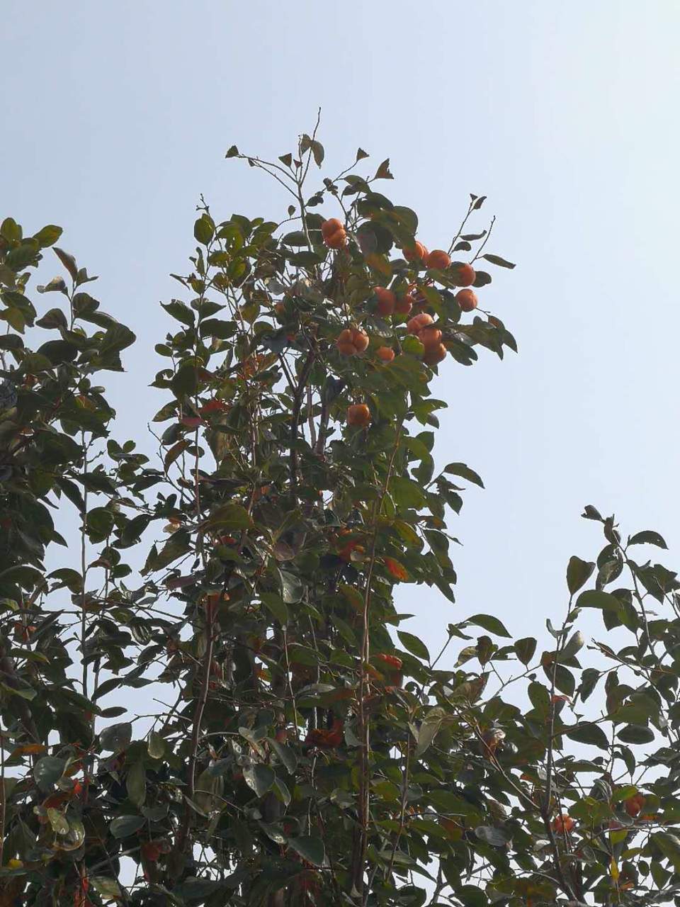 sGE8vstUYeXYFLn7O8jQXvQlygz4Pk8ooYcVrKD51OgX5vA7Z9Mh8zqU2UkSDu4E