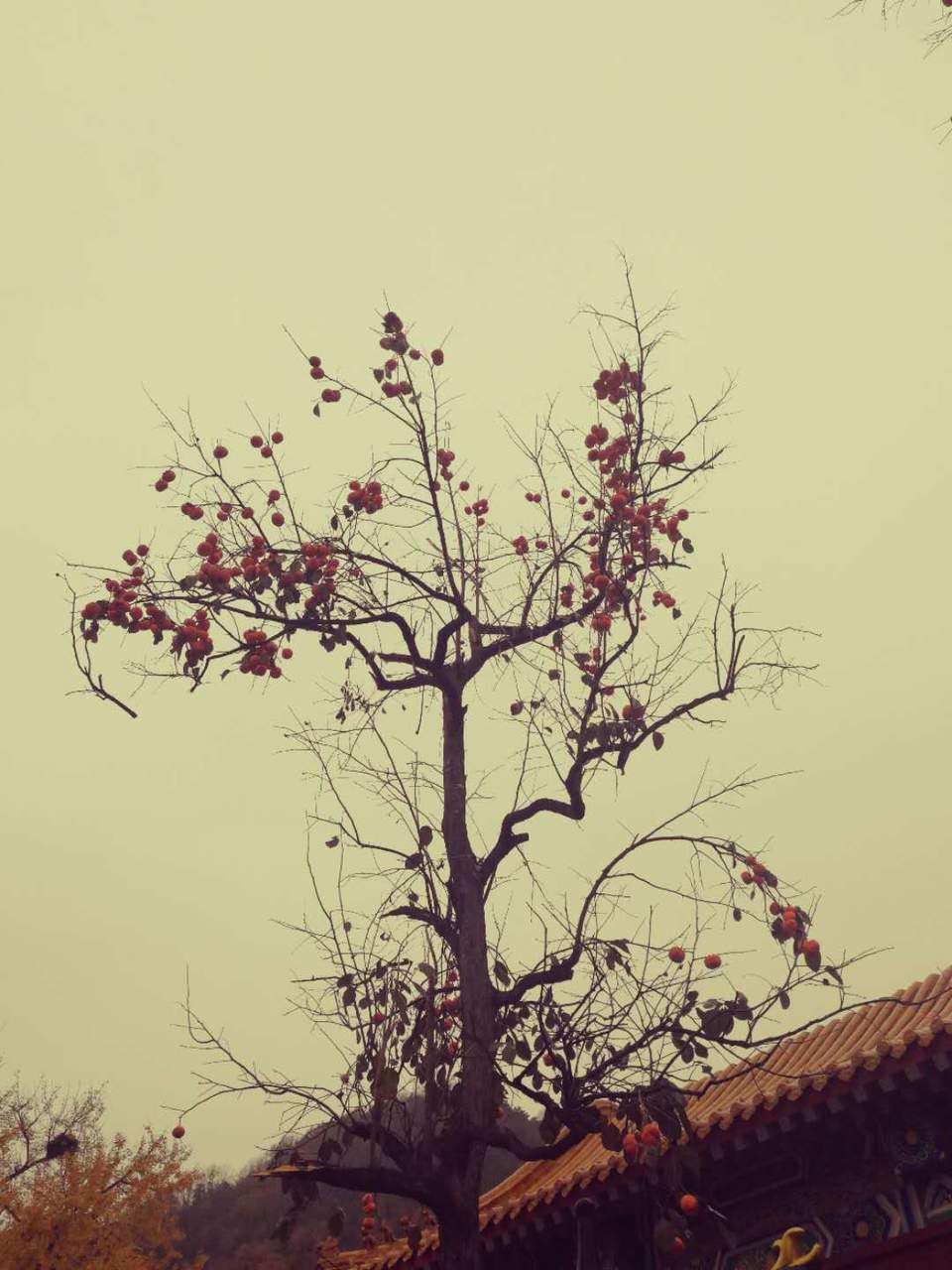 YCRiJFaRT9LqZXVGxc8HG9BnFTZq0SAa4ZSuD7rcXAM4-wlSPQDiJMWsAUG3LsKD