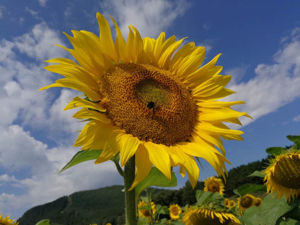 bCcYCVFqTY8yP7UCrBc6EvKZIAQbaqsE8k00XVlsv2C4oomOFA6z704qQgBvhyo9