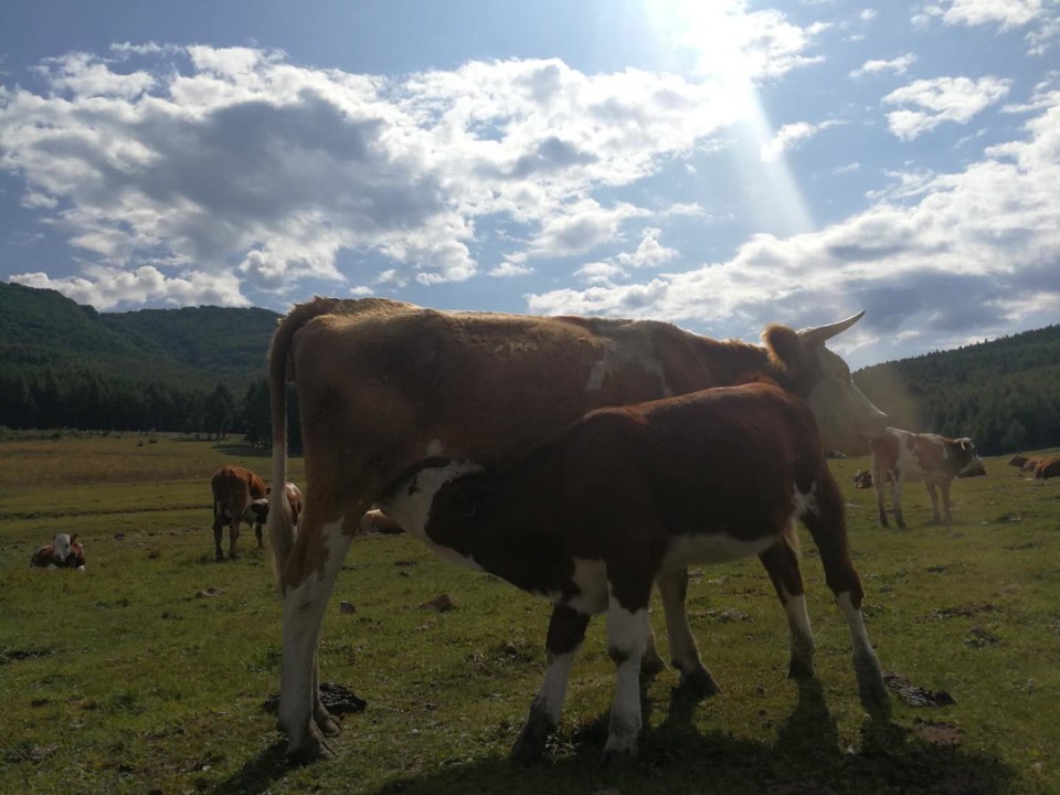 Gl5DIXvIKCvZx1ykPL_VCxw4nvY8vY3L4Fu_cugBnRQ7zSbjGDSPu-SeedrvGcfe