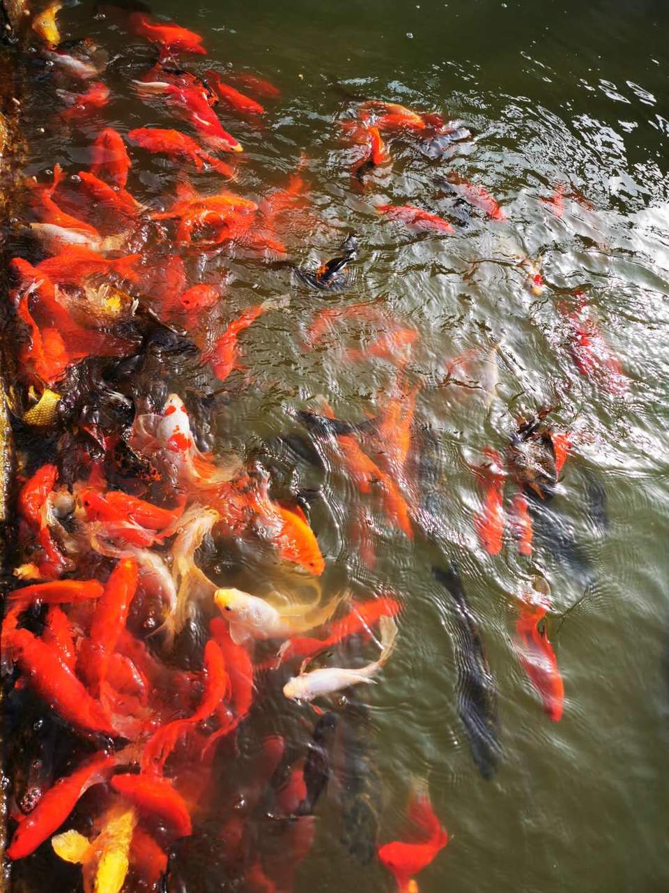 4A1geT9ec6SA7qG4pU57pnR5bnc6rqHgRzaxSCfROPhgASpl6gk3W5-Kk-FnvdTI