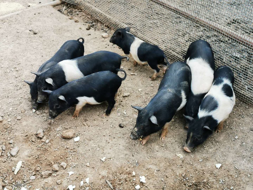 6Za01m3_rBFOrAkZ03BSoZZXKbD9_lXEN7Rm1AYEYvc6P4VwTmFlcSv5IbwsP2D7