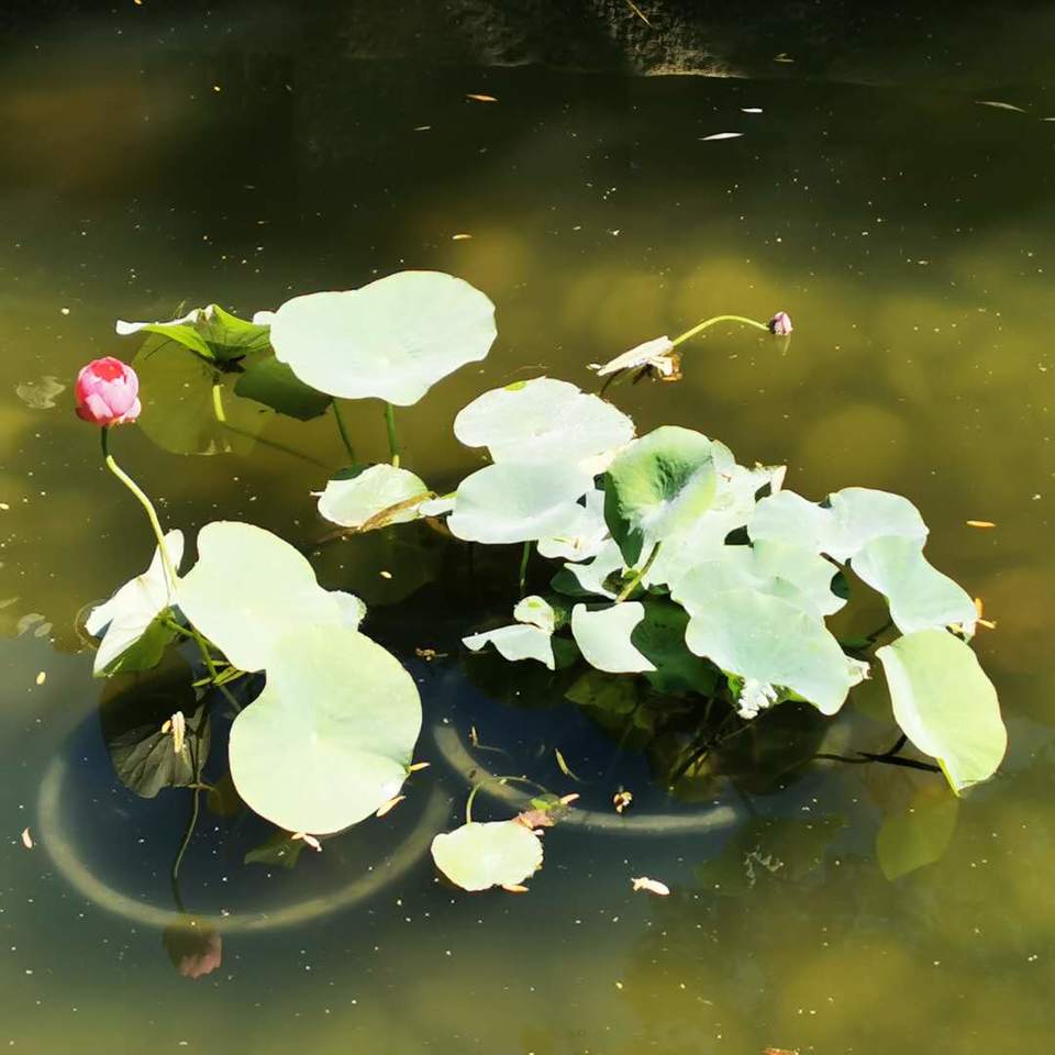 r96my4A64Q2ouKZwvIfrW0od92JSJ_JivIB8blF7Q_uEKXXX_qxwdGlFkP3wvtf_