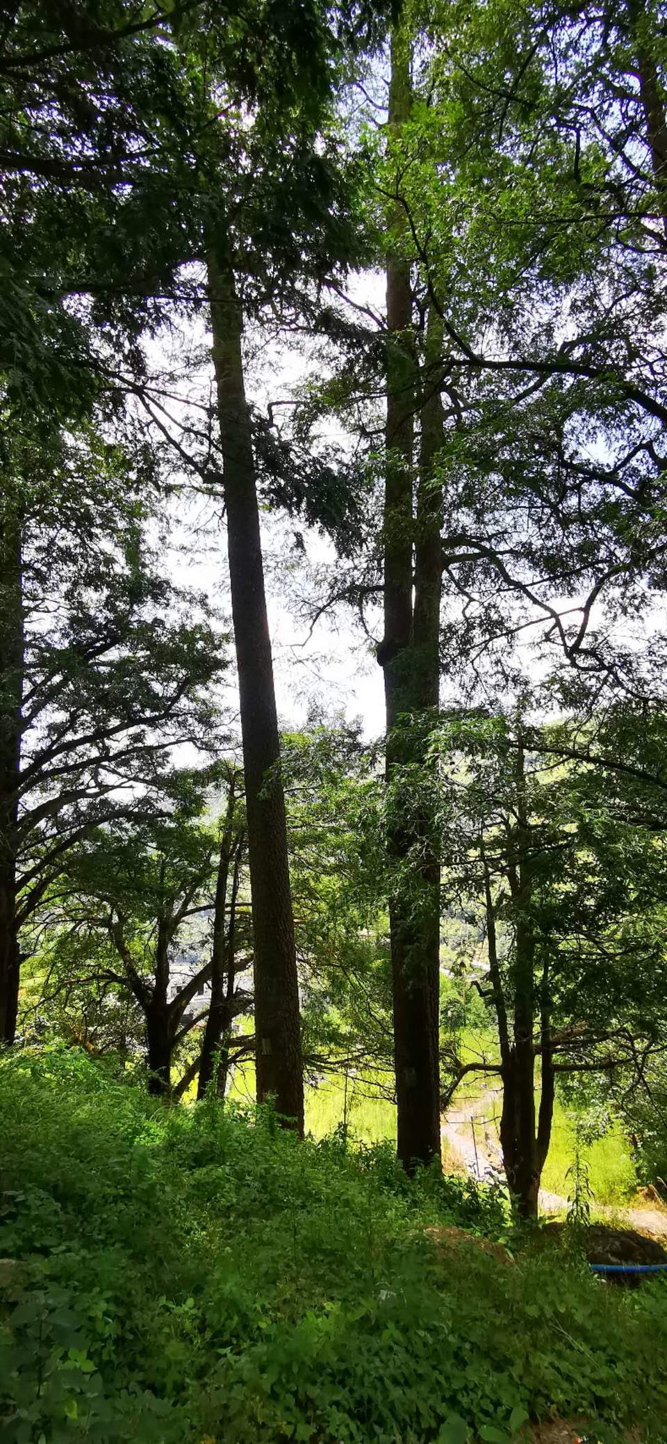 TXVpna9l5nOg7dmbXkdIqFKDnst6MWJ04iGGFQztO0r0BbJKrnAhoZsDNa4IqOHg