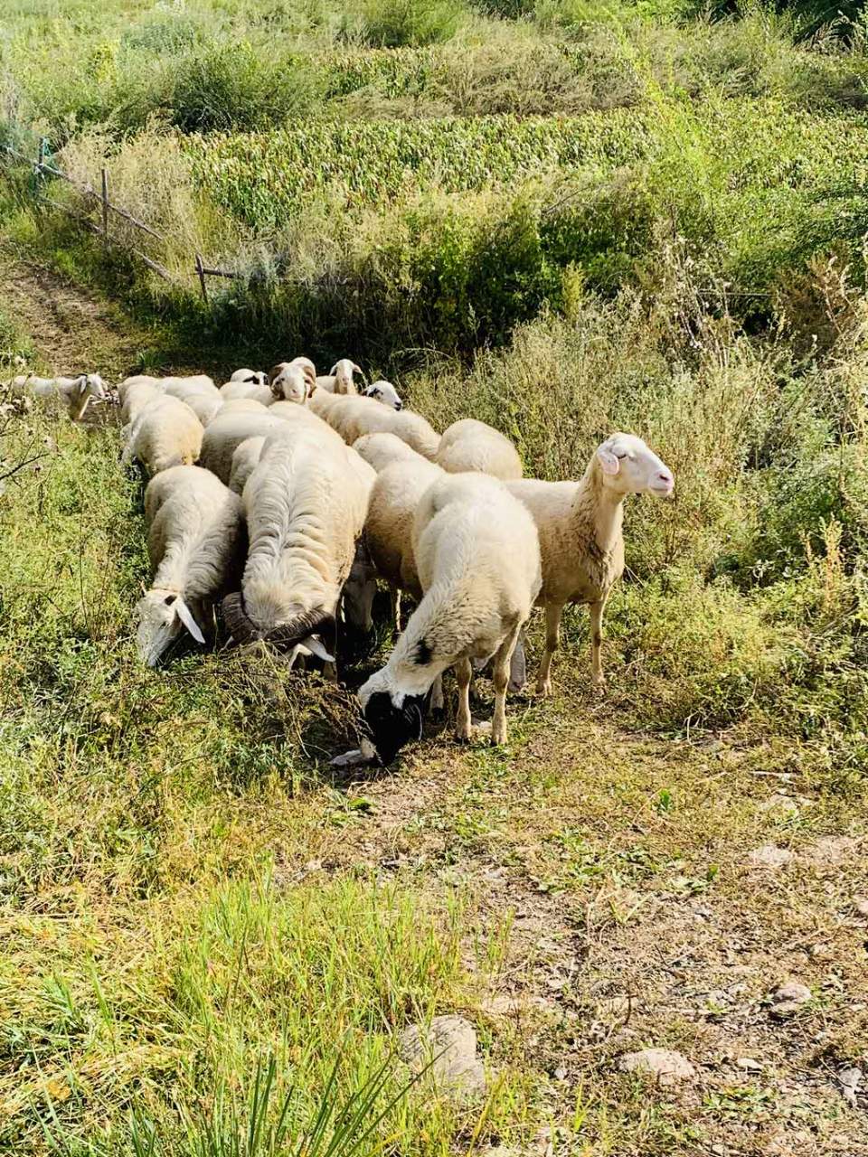 ZYMHGB5sObfYbQYulmBsEbOcd72XBWEFuhJ0P7YLu0DJnJoEcmrwPTBycQl2O9-r