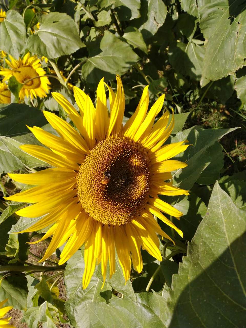 mpRKMeN5lVGpkJYZhI5yBmD8F8vk_gAwCPSq5rsPSKsJ7rF3xSaiA-r3-3kzwgHr