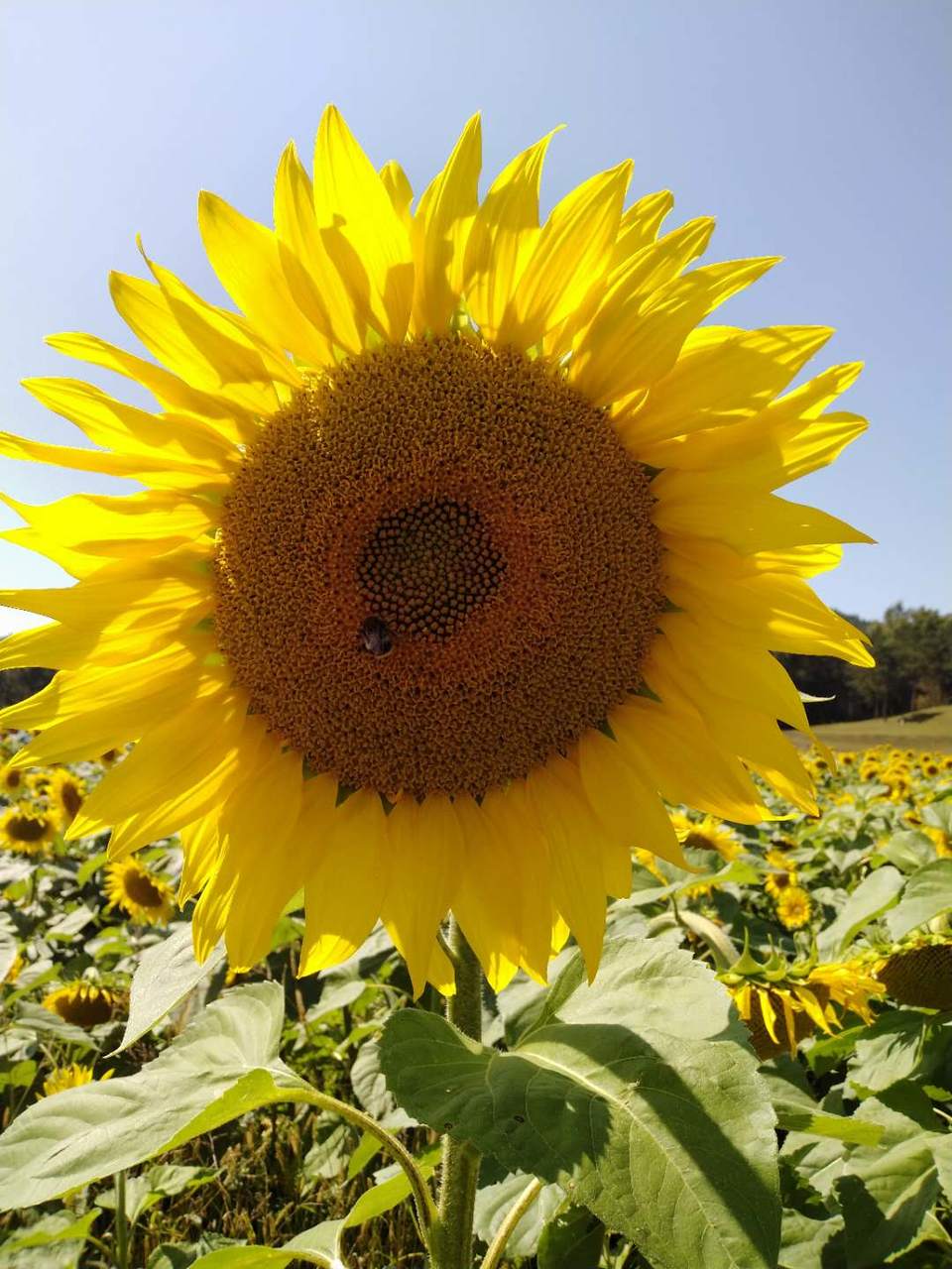 q8GJMIubrYOMb0j3OpDY6jmcv2Z66qepmFAB9WQwk8ZnEIfnA-IJFe8KEQ4oHLHl