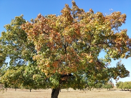 7DDFLoMGbNowAJNWNCWWirKIT5eML6KxCesTdnC1Kvv1uU3zrd1xBNI9TvhSygAA