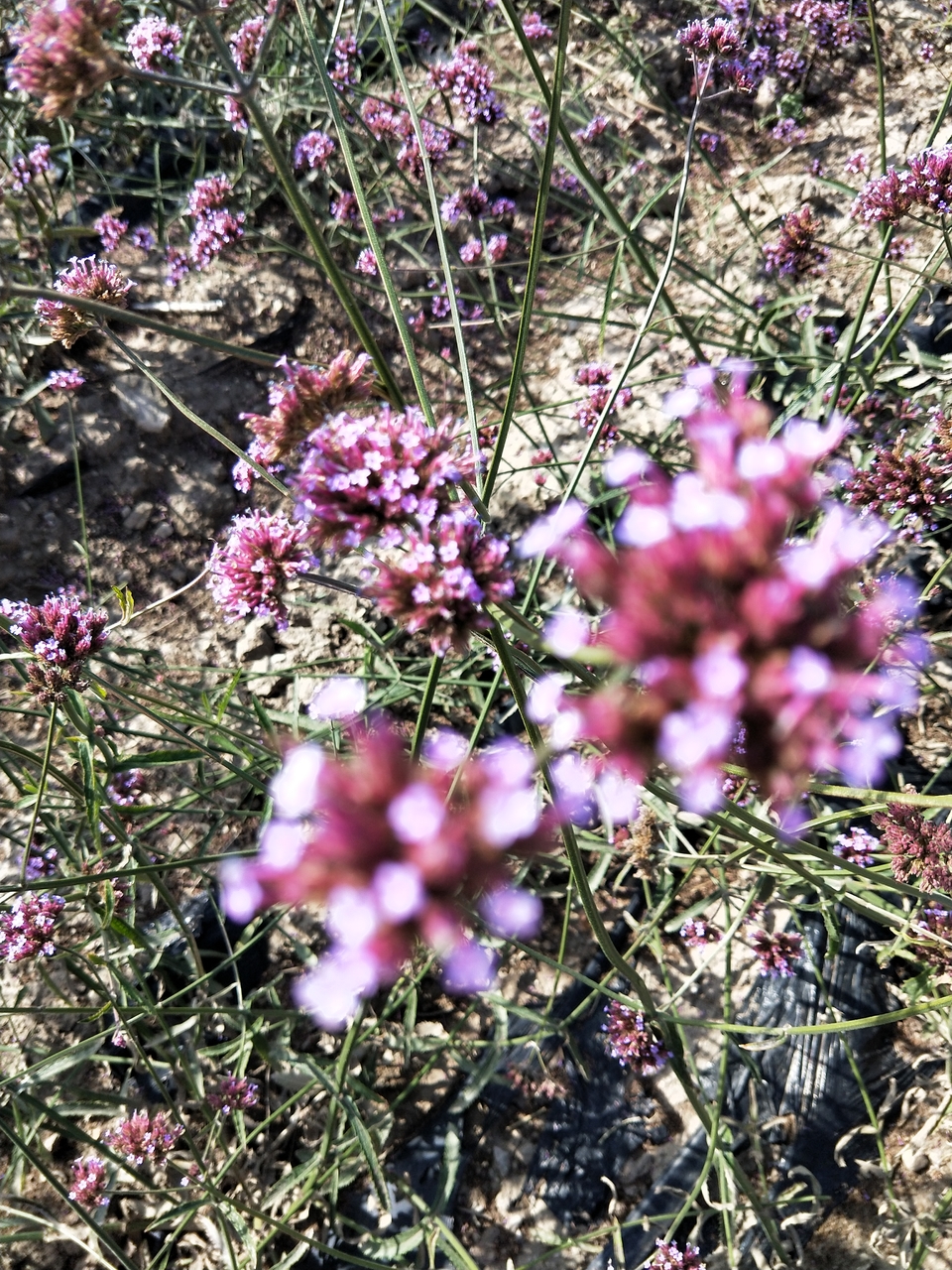 t_GClW0mRDzhTEuDf9EA-foJ2aHBRmTQ3tTRQ-rwiEtx3eGUeBzsVBYa8OeDv6xC