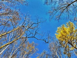 KVIsTH4ajFtRuXTOLv1RHRyJmtZZscVe0tTIKCDi4gMgAbxtO_5pEm4T0jSCDF-g