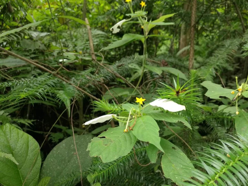 UywfECc5OjSiVcwwNhiWw6EG_6P1WcH4uLMjarUgP9fl_1cqfM7DPoxRhmoSYdWb