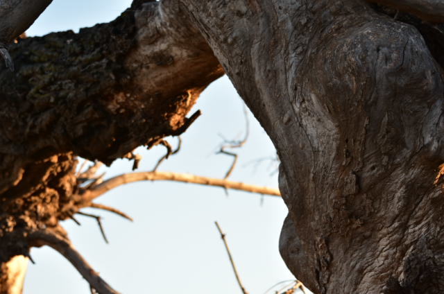 68d8fGa1NFoAu0YCdF8U0q8Et0PeV1AITywSZz6WwKgDXzzvFjVa2zzQ0DmcQZLX