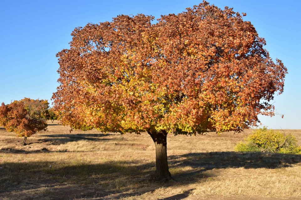 kFKYy_LfV49xLk7OYKJvtOfdw4d0FRAtNg-UOKG3nTR_gXtSA28PDRXOgaRxsyF5