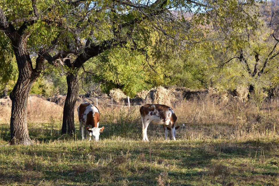 3826CA6E-ABE9-4CCD-AF21-F22AC63E3F29