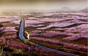 4.4-5 清明自驾两天丨游唐尧故里，赏山寺桃花，登临神仙山，佛国孔雀见者吉祥